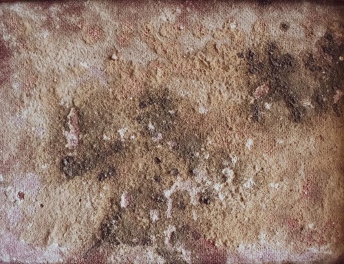 Mold Inspection Don't Wait Call Today